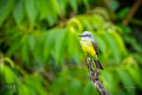 Costa Rica, Hotel Cristal Ballena, Kingbird, Tropical Kingbird, Tyrannus melancholicus, bird, flycatcher, tropical, wildlife