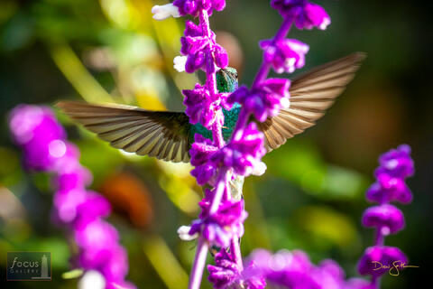 Colibri cyanotus, Costa Rica, Hummingbird, Lesser, Lesser Violetear, San Gerardo de Dota, Savegre, Savegre Hotel, bird, violetear...