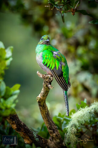 Costa Rica, Miriam's, Miriam's Comida Tipica, Pharomachrus mocinno, Quetzal, Resplendent Quetzal, San Gerardo de Dota, Savegre...