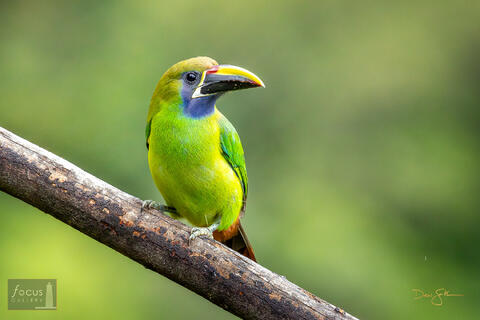 Aulacorhynchus prasinus, Costa Rica, Miriam's, Miriam's Comida Tipica, Northern Emerald Toucanet, San Gerardo de Dota, Savegre...