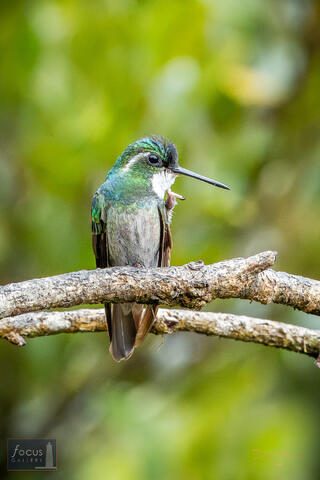 Costa Rica, Hummingbird, Miriam's, Miriam's Comida Tipica, San Gerardo de Dota, Savegre, Throated, bird, gem, mountain, white...
