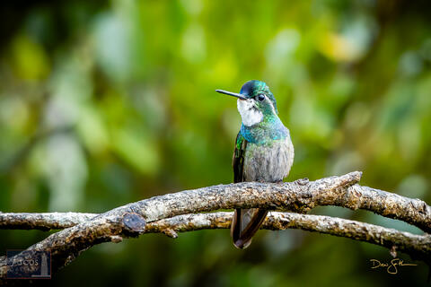 Costa Rica, Hummingbird, Miriam's, Miriam's Comida Tipica, San Gerardo de Dota, Savegre, Throated, bird, gem, mountain, white...