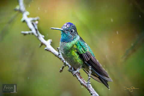 Costa Rica, Eugenes spectabilis, Hummingbird, Magnificent Hummingbird, Miriam's, Miriam's Comida Tipica, San Gerardo de Dota...