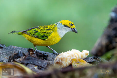 Costa Rica, Miriam's, Miriam's Comida Tipica, San Gerardo de Dota, Savegre, Silver-throated Tanager, Tangara icterocephala, Throated...