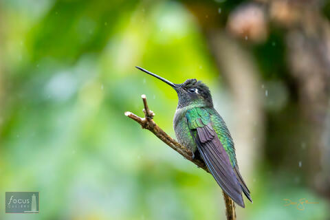Costa Rica, Eugenes spectabilis, Hummingbird, Magnificent Hummingbird, Miriam's, Miriam's Comida Tipica, San Gerardo de Dota...