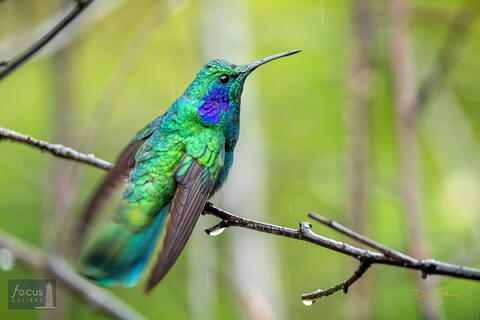 Colibri cyanotus, Costa Rica, Hummingbird, Lesser, Lesser Violetear, Miriam's, Miriam's Comida Tipica, San Gerardo de Dota, Savegre...