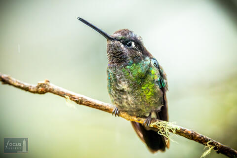 Costa Rica, Eugenes spectabilis, Hummingbird, Magnificent Hummingbird, Miriam's, Miriam's Comida Tipica, San Gerardo de Dota...