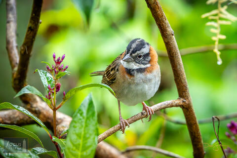 Collared, Costa Rica, Miriam's, Miriam's Comida Tipica, Rufous, Rufous-collared Sparrow, San Gerardo de Dota, Savegre, Zonotrichia...