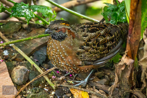 Costa Rica, Miriam's, Miriam's Comida Tipica, Odontophorus guttatus, San Gerardo de Dota, Savegre, Spotted Wood-Quail, bird...