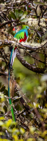 Costa Rica, Pharomachrus mocinno, Quetzal, Resplendent Quetzal, San Gerardo de Dota, Savegre, male, trogon