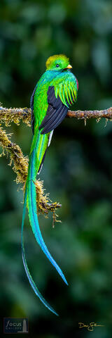 Costa Rica, Pharomachrus mocinno, Quetzal, Resplendent Quetzal, San Gerardo de Dota, Savegre, male, trogon