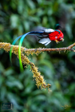Costa Rica, Pharomachrus mocinno, Quetzal, Resplendent Quetzal, San Gerardo de Dota, Savegre, male, trogon