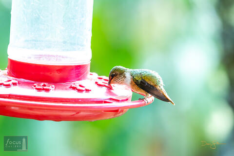 Batsu, Batsu Garden, Costa Rica, Hummingbird, San Gerardo de Dota, Savegre, Selasphorus flammula, Volcano Hummingbird, bird...