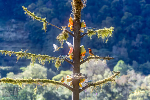 Baltimore, Baltimore Oriole, Batsu, Batsu Garden, Blue-gray Tanager, Collared, Costa Rica, Oriole, Rufous, Rufous-collared Sparrow...