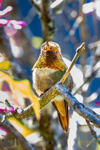 Batsu, Batsu Garden, Costa Rica, Hummingbird, San Gerardo de Dota, Savegre, Scintillant Hummingbird, bird, male, scintillant...