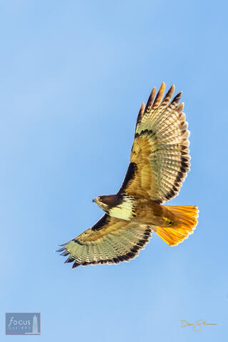 Batsu, Batsu Garden, Buteo jamaicensis, Buteo jamaicensis costaricensis, Costa Rica, San Gerardo de Dota, Savegre, bird, hawk...