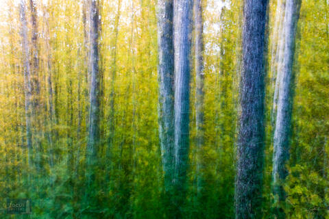 Impressionistic photograph of a forest scene.