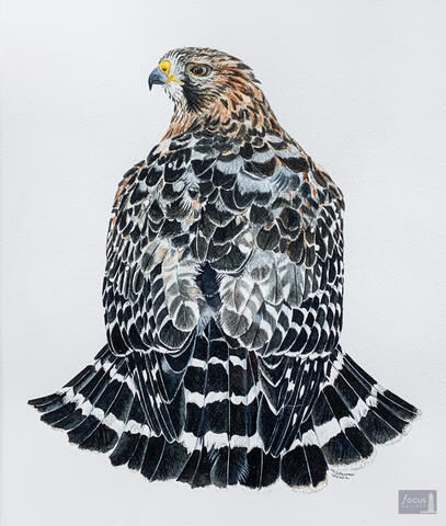 Original watercolor painting of a Red-Shouldered Hawk