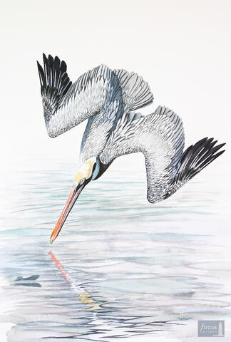 Original watercolor painting of a Brown Pelican bird diving into the water while fishing.