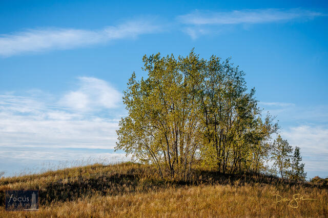 Cottonwood Trail, Michigan, NPS, SLBE, Sleeping Bear Dunes, Sleeping Bear Dunes National Lakeshore, Sleeping Bear Point, cottonwood...