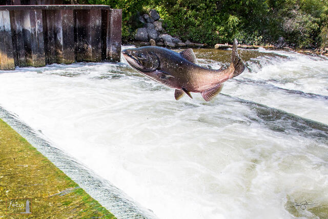 A large salmon jumps up a fish ladder at Homestead Dam on the Betsie River in Benzonia, Michigan.