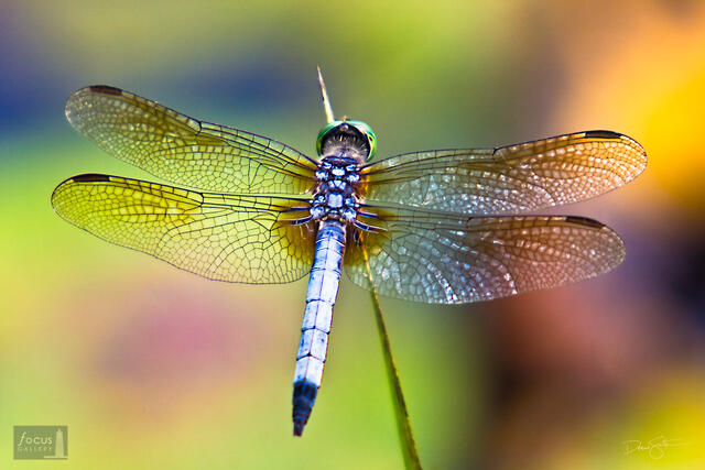 Blue Dasher Dragonfly.