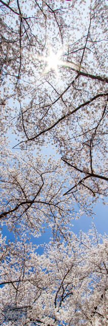 Cherry Blossom Starburst