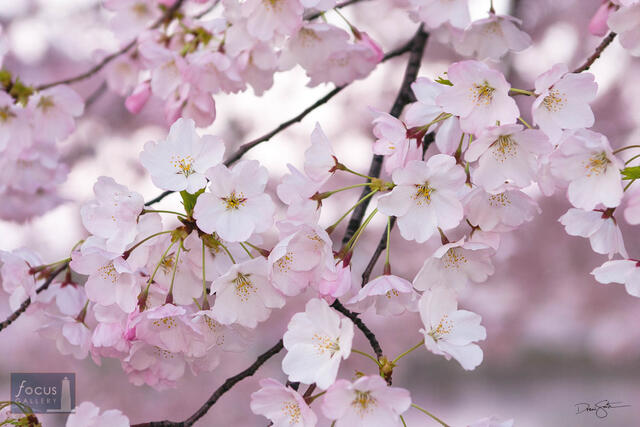 Cherry Blossom Details