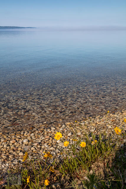 2x3, Benzie, Benzie County, Coreopsis, Crystal Lake, Fog, Michigan, beach, blue, brown, calm, clear, flower, flowers, foggy...