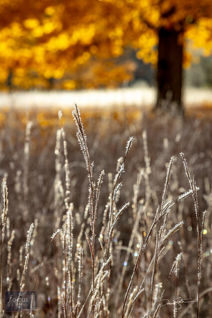 Warm and Cold - Frosty Autumn Morning