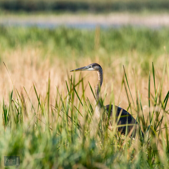 Great Blue Heron in Marsh, Arcadia Marsh Nature Preserve, Manistee County, Michigan.