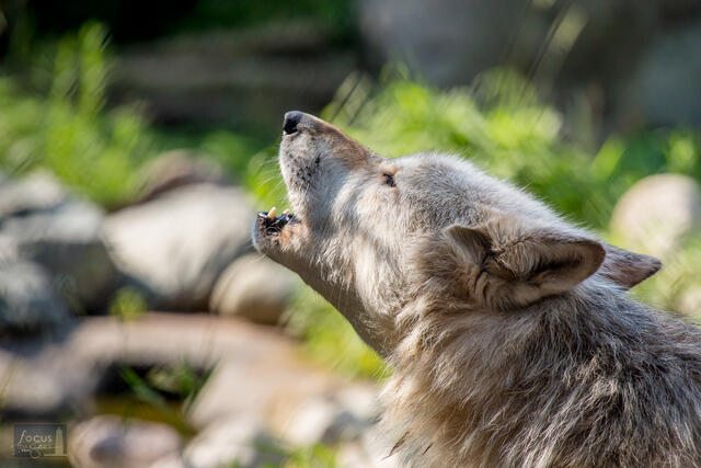 Denali, a gray wolf member of the Ambassador Wolf Pack at the International Wolf Center, howling.