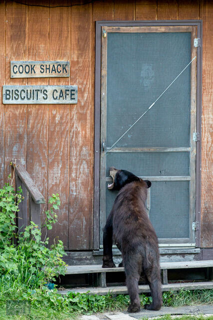 A young black bear chews on the door of the Cook Shack trying to get in.
