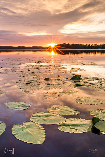 Sunset over Little Platte Lake lily pads, Benzie County, Michigan.