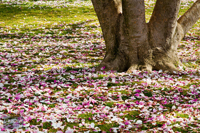 Magnolia Petals on the West Lawn