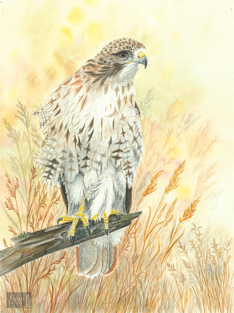 Original watercolor painting of a Red-tailed Hawk perched on a branch.