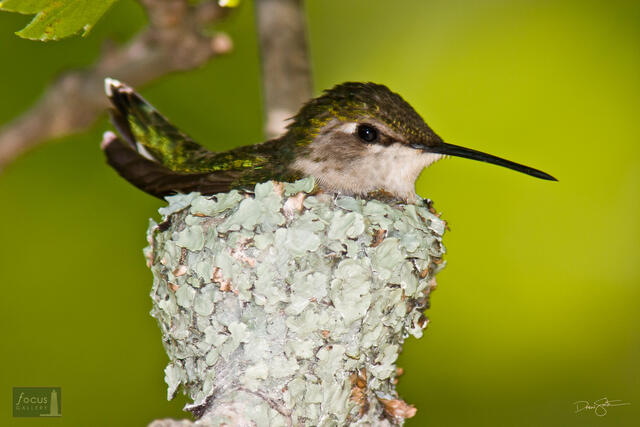 Ruby-throated Hummingbird (Archilochus colubris) on its nest.