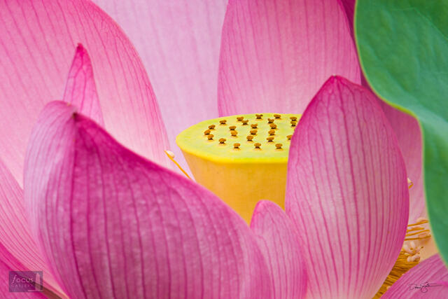 Detail of a Sacred Lotus (Nelumbo nucifera) blossom.