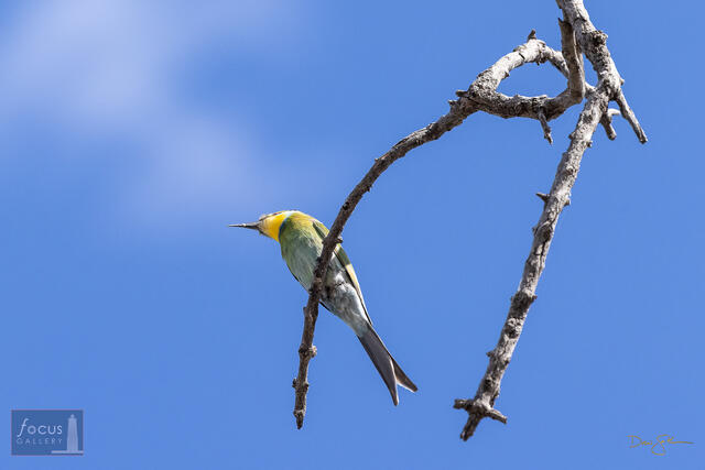 Scissor-tailed Bee-Eater and Blue Sky