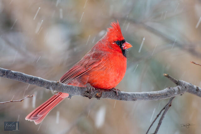 Northern cardinal in snow.