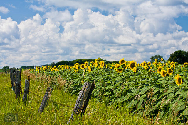 Field of sunflowers with puffy white clouds in the sky.
