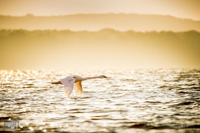 Trumpeter swan takes off on Platte Lake, Benzie County, Michigan.