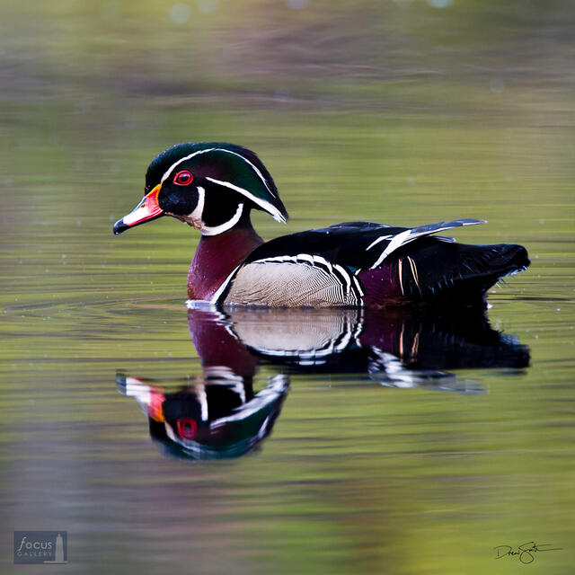 Drake Wood Duck bird and its reflection on a pond.