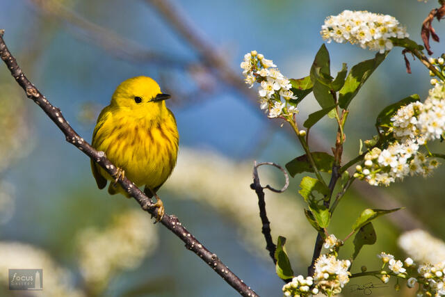 Yellow Warbler with Black Cherry Blossoms