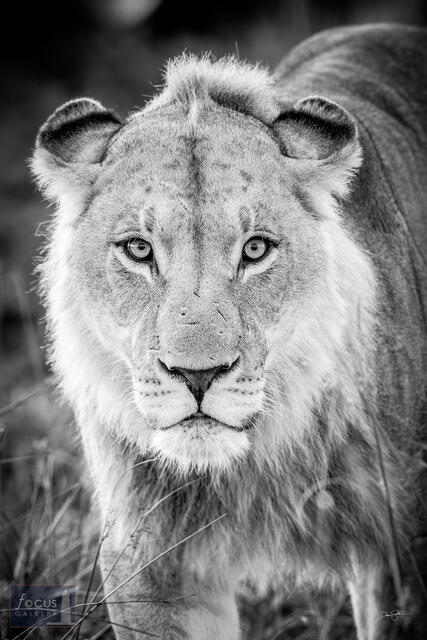 Young Male Lion (Monochrome) 