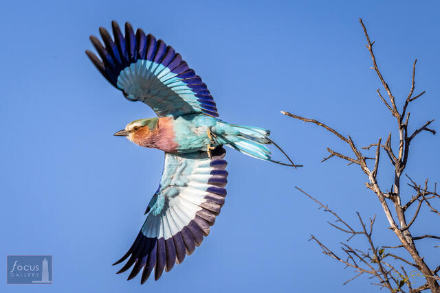 Lilac-breasted Roller Takes Flight