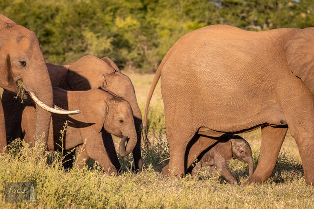 Newborn Elephant with Family
