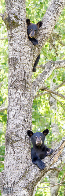 Black bear cubs high in a tree.