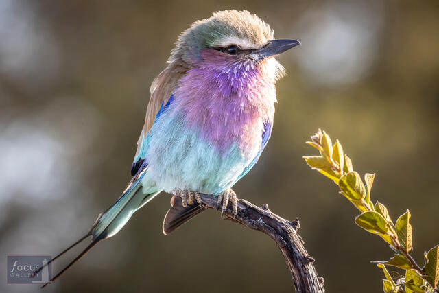 Lilac-Breasted Roller Portrait
