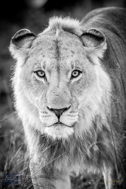 Portrait of a young male lion